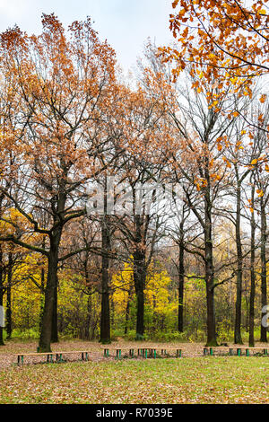 Chênes près de meadow en parc urbain à l'automne Banque D'Images