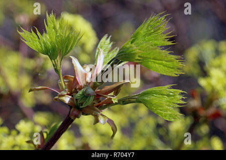 Jeunes feuilles en Norvège maple Acer platanoides Banque D'Images