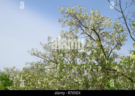 Acacia fleurs raisin blanc Banque D'Images