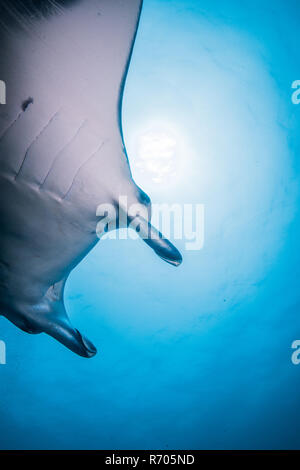 Manta Ray ball piscine sous le soleil. L'île de Yap (États fédérés de Micronésie. Banque D'Images