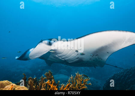 Manta Ray, vue de côté. L'île de Yap (États fédérés de Micronésie. Banque D'Images