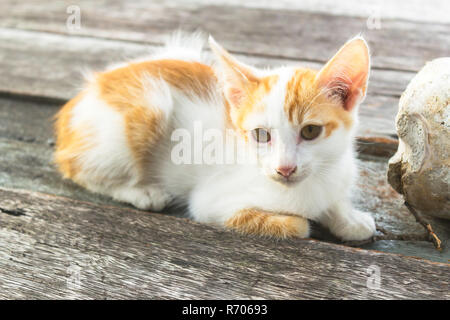 Adorable chaton Banque D'Images