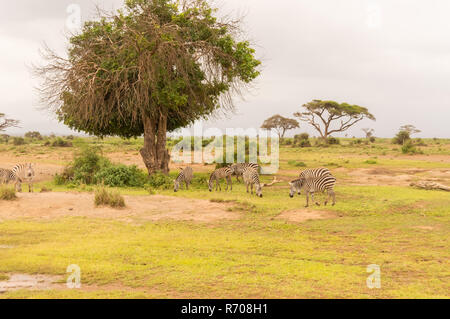 Le pâturage Zebra dans la savane du Parc d'Amboseli Banque D'Images