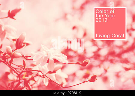Le magnolia fleurs sur les branches au printemps dans les tons de couleur corail vivant. La couleur tendance de 2019. Banque D'Images