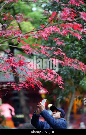 Nanjing, Jiangsu Province de la Chine. 7 Décembre, 2018. Un touriste prend photo de feuilles d'érable à Qingliang Mountain Park à Nanjing, Jiangsu Province de Chine orientale, le 7 décembre 2018. Crédit : Yang Suping/Xinhua/Alamy Live News Banque D'Images