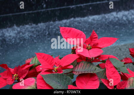 Libre de droit de poinsettia fleur de Noël ou avec de l'eau tombe dans l'arrière-plan Banque D'Images