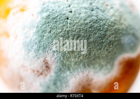 Moule verte sur une orange, Close up. Banque D'Images