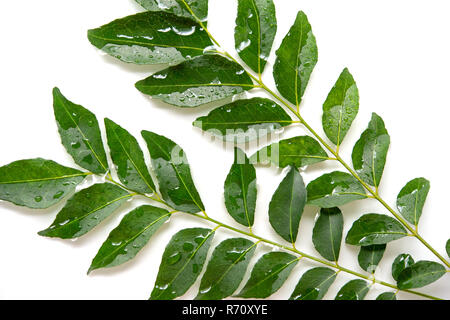 Les frais des feuilles de cari vert isolé sur fond blanc. Banque D'Images