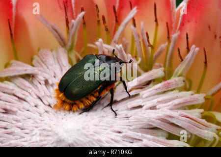 Roi protea fleur mealtime. Banque D'Images