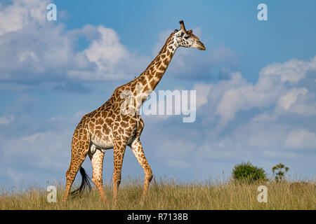 Girafe (Giraffa camelopardalis), bull marche à travers la savane, Masai Mara, Kenya Banque D'Images