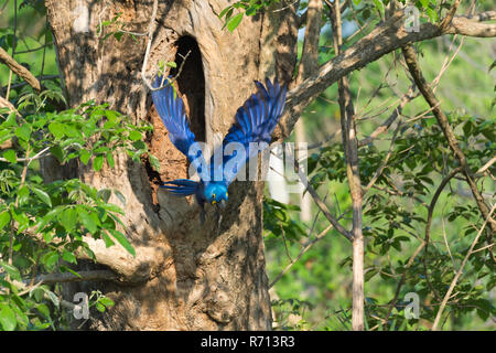 Anodorhynchus hyacinthinus Hyacinth Macaw () volant hors de son nid de l'arbre, Pantanal, Mato Grosso, Brésil Banque D'Images