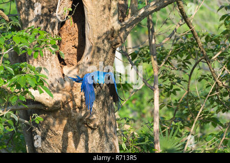 Anodorhynchus hyacinthinus Hyacinth Macaw () volant hors de son nid de l'arbre, Pantanal, Mato Grosso, Brésil Banque D'Images