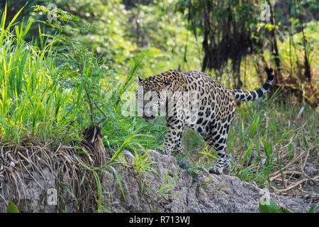 Jaguar (Panthera onca) marcher sur la rive, Cuiaba river, Pantanal, Mato Grosso, Brésil Banque D'Images