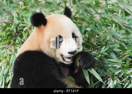 Panda géant (Ailuropoda melanoleuca), adulte, il se nourrit de bambou, Chine Conservation and Research Center for the Giant Panda Banque D'Images