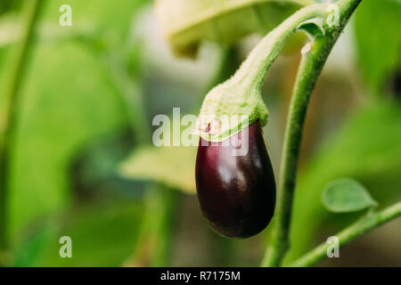 De plus en plus jeunes aubergines bio. Homegrown aubergine en potager. Banque D'Images