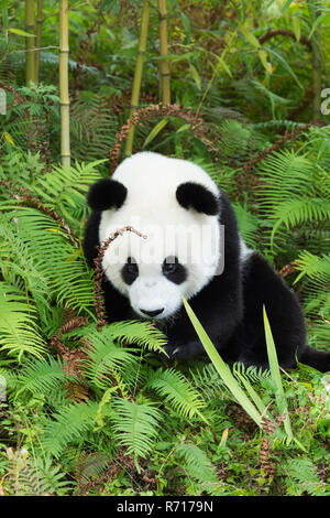 Panda géant (Ailuropoda melanoleuca), deux ans, Chine Conservation and Research Center for the Giant Panda, Chengdu, Sichuan Banque D'Images