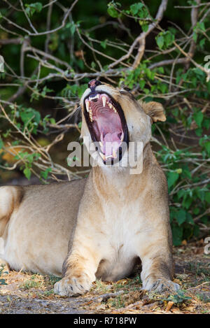 Lion (Panthera leo), le bâillement femme, Chobe National Park, Botswana Banque D'Images