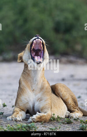 Lion (Panthera leo), le bâillement femme, Chobe National Park, Botswana Banque D'Images