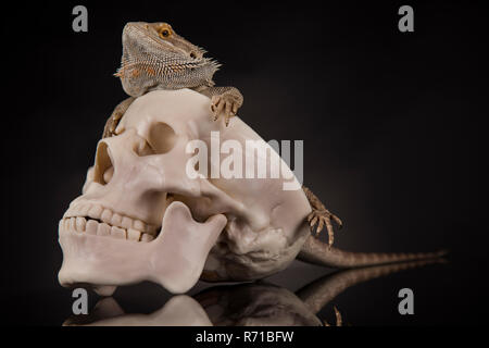 Crâne, barbu, Agama lizard background Banque D'Images