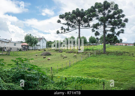 L'herbe de pâturage de moutons hill barbelés arbre araucaria Banque D'Images