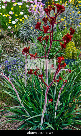 Anigozanthos rufus red kangaroo paw Banque D'Images