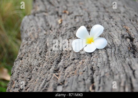 Blanc et jaune Plumeria flower sur les maisons en bois rond Banque D'Images