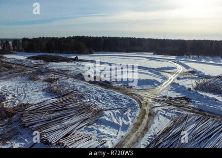 Les arbres abattus sont sous le ciel ouvert. La déforestation en Russie. La destruction des forêts en Sibérie. Récolte du bois Banque D'Images