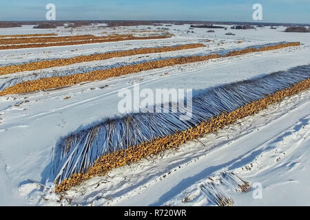 Les arbres abattus sont sous le ciel ouvert. La déforestation en Russie. La destruction des forêts en Sibérie. Récolte du bois Banque D'Images