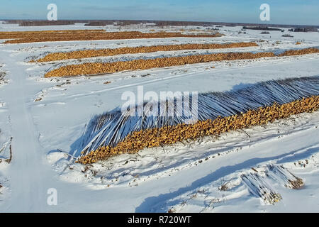 Les arbres abattus sont sous le ciel ouvert. La déforestation en Russie. La destruction des forêts en Sibérie. Récolte du bois Banque D'Images