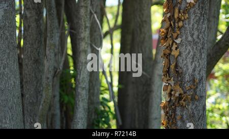 Les feuilles d'automne à Rome Banque D'Images