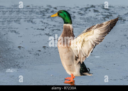 Un homme politique mallard (Anas platyrhynchos) est debout à étirer ses ailes sur la glace d'un lac gelé en hiver. Banque D'Images