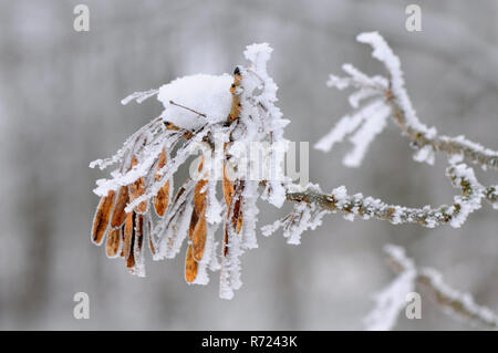 Graines de frêne (Fraxinus excelsior) couvertes par la glace et la neige en hiver. Banque D'Images