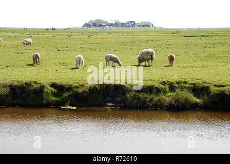 Moutons sur la Hallig Hooge, Allemagne. Les Halligen (singulier Hallig) sont dix petites îles allemandes sans digues de protection dans le Nord de l'archipel Frison Banque D'Images