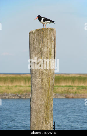 Eurasian oystercatcher (Haematopus ostralegus), également connu sous le nom de la politique commune de l'huîtrier pie, ou de l'huîtrier paléarctique Banque D'Images