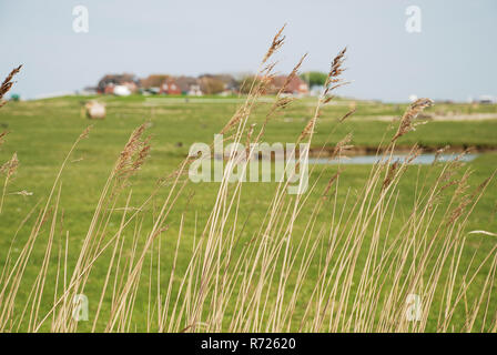 Les Halligen (singulier Hallig) sont dix petites îles allemandes sans digues de protection dans le Nord de l'archipel frison sur la mer des Wadden du Schleswig-Holstein-N Banque D'Images