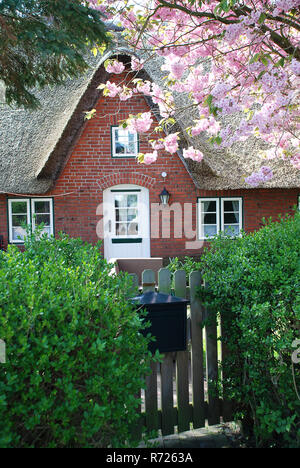 Maison typique sur l'île Amrum (Allemagne).Amrum est l'une des îles frisonnes du Nord sur la côte de la mer du Nord, au sud de Sylt et à l'ouest de Foehr Banque D'Images