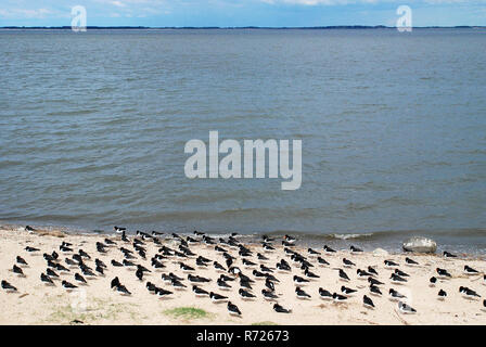 Eurasian oystercatcher (Haematopus ostralegus) à la côte d'Amrum, Allemagne, également connu sous le nom de la politique commune de l'huîtrier pie Banque D'Images