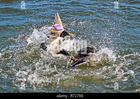 La lutte contre les Canards colverts dans l'eau de réservoirs Tring UK Banque D'Images