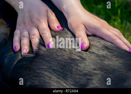 Des mains humaines faisant massage chien Banque D'Images