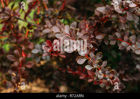 Feuilles pourpres sur Bush de Berberis thunbergii, l'épine-vinette, Thunberg's Barberry Barberry, ou rouge. Plante de la famille de l'épine-vinette, Ber Banque D'Images