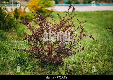 Bush de Berberis thunbergii, l'épine-vinette, Thunberg's Barberry Barberry, ou rouge. Plante de la famille de l'épine-vinette, Berberidaceae. Conco Banque D'Images