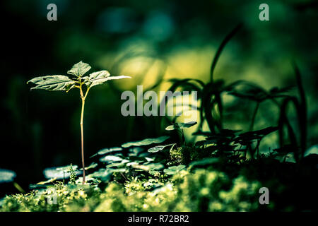 Close-up photo détaillée des jeunes plantes de plus en plus sol moussu dans une forêt sombre. L'espoir, la vie historique concept. Beaucoup d'espace de copie. Banque D'Images
