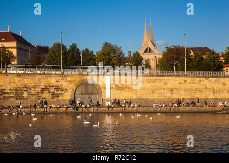 Les gens se détendre sur le remblai appelé Náplavka et regarder des cygnes dans la rivière Vltava, derrière sont célèbres tours du monastère Emmaüs Banque D'Images