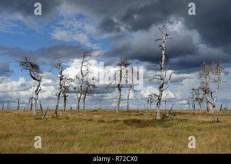 Noir Flohay dans les Hautes Fagnes, une tourbière soulevée dans l'Eifel avec pittoresque vieux arbres morts ans après un incendie, une célèbre réserve naturelle en Belgique. Banque D'Images