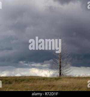 Un orage vient jusqu'au-dessus du Noir Flohay dans les Hautes Fagnes, une tourbière soulevée dans l'Eifel, à la frontière entre la Belgique et l'Allemagne. Banque D'Images