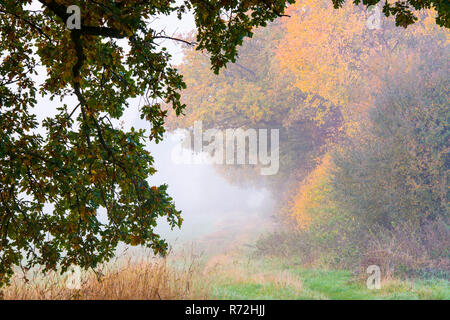 Eichenkamp, Vechta, Allemagne, Deutschland, (Quercus spec.) Banque D'Images