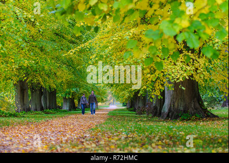 Allee, le Schlosspark Putbus, Lauterbach, Ruegen, Mecklenburg Vorpommern, Deutschland Banque D'Images