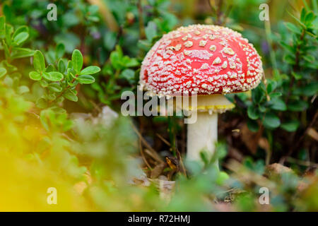 Fliegenpilz, Goldenstedter Diepholzer Moorniederung, Moor, Niedersachsen, Deutschland, (Amanita muscaria) Banque D'Images