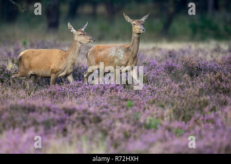 Rothirsche, weiblich, le parc national De Hoge Veluwe, Provinz Gueldre, Pays-Bas, (Cervus elaphus) Banque D'Images