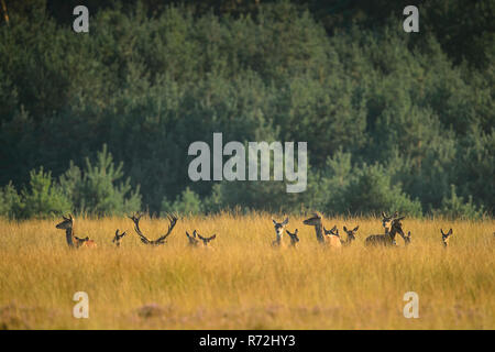 Le parc national De Hoge Veluwe, Rothirsche, Provinz Gueldre, Pays-Bas, (Cervus elaphus) Banque D'Images